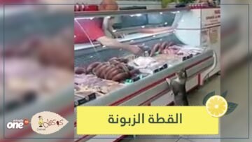 كلما شعرت بالجوع يخيرها بين أنواع اللحوم   قصة القطة والجزار التركي
