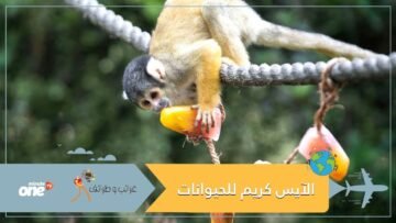 حديقة حيوانات تستعين بالآيس كريم لمواجهة الحر