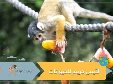 حديقة حيوانات تستعين بالآيس كريم لمواجهة الحر