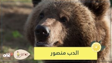 شاهد   قصة الدب منصور الذي أنقذه الطيارون ويعيش معهم