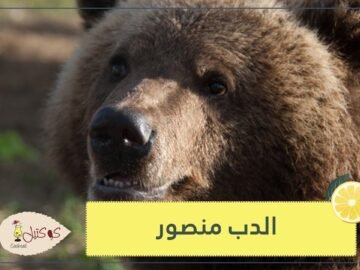 شاهد   قصة الدب منصور الذي أنقذه الطيارون ويعيش معهم