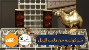 أول شوكولاته صحية من حليب الإبل لمرضى السكري