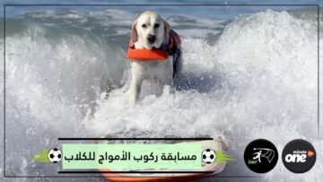 شاهد   البطولة الثالثة لركوب الأمواج للكلاب بكاليفورنيا