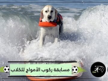 شاهد   البطولة الثالثة لركوب الأمواج للكلاب بكاليفورنيا