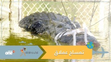 الشرطة تمسك تمساحا عملاقا في نهر كيترين   كم يزن؟