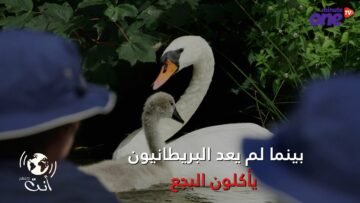 إحصاء عدد البجع للملكة إليزابيث   تقليد عمره 800 عام