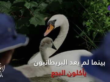 إحصاء عدد البجع للملكة إليزابيث   تقليد عمره 800 عام