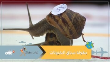 شاهد أغرب بطولة.. بطولة العالم لسباق الحلزونات