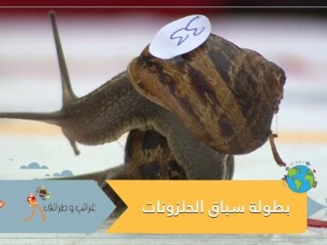 شاهد أغرب بطولة.. بطولة العالم لسباق الحلزونات