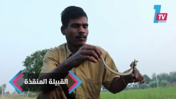 قبيلة هندية تنقذ الأرواح عبر الإمساك بالأفاعي