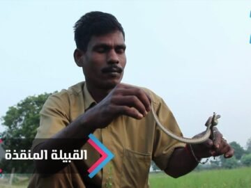 قبيلة هندية تنقذ الأرواح عبر الإمساك بالأفاعي