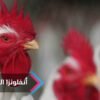 مصر.. وزارة الزراعة تستنفر طواقمها لمكافحة أنفلونزا الطيور