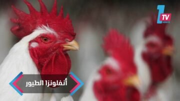 مصر.. وزارة الزراعة تستنفر طواقمها لمكافحة أنفلونزا الطيور