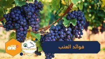 استفد من العنب يعالج الربو ويقوى العظام ويقي من أمراض القلب