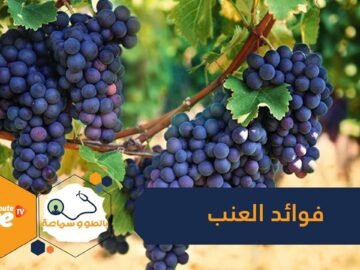 استفد من العنب   يعالج الربو ويقوى العظام ويقي من أمراض القلب