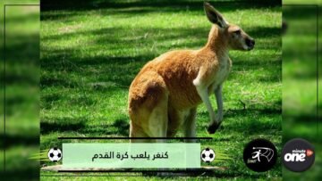 بالفيديو.. كنغر يشارك لاعبي كرة القدم أثناء المباراة