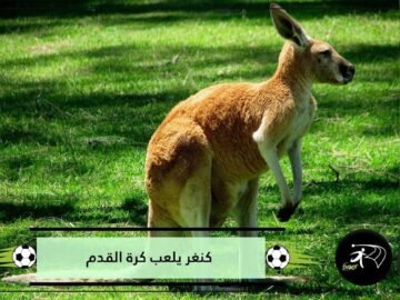 بالفيديو.. كنغر يشارك لاعبي كرة القدم أثناء المباراة