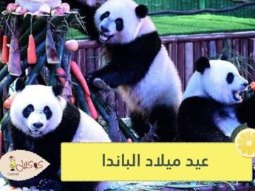 شاهد..   3 توائم للباندا العملاقة الوحيدة في العالم تحتفل بعيد ميلادها