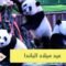 شاهد..   3 توائم للباندا العملاقة الوحيدة في العالم تحتفل بعيد ميلادها