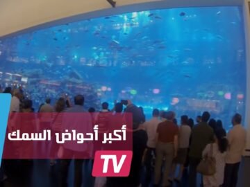 أكبر 3 أحواض سمك في العالم