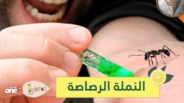 النملة الرصاصة تعرف على أخطر 5 أنواع من الحشرات في العالم