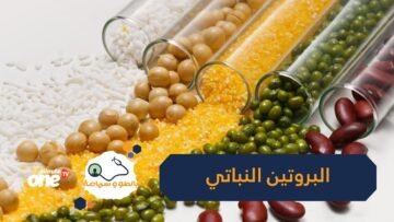 إذا كنت نباتي   5 مصادر للبروتين بديلة للحوم