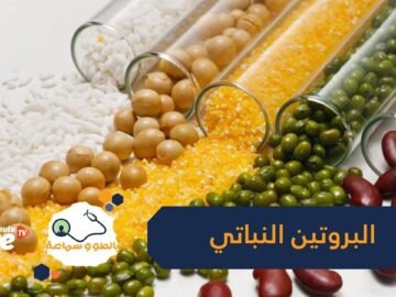 إذا كنت نباتي   5 مصادر للبروتين بديلة للحوم