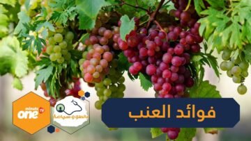 8 فوائد للعنب لجسم الإنسان   تعرف عليها