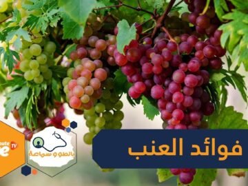 8 فوائد للعنب لجسم الإنسان   تعرف عليها