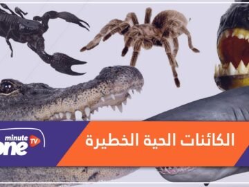 10 كائنات حية هي الأشد خطرا على البشر.. والبعوض في مقدمتها