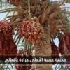 مدينة عربية تسجل أعلى درجة حرارة عالميا.. تعرف عليها!
