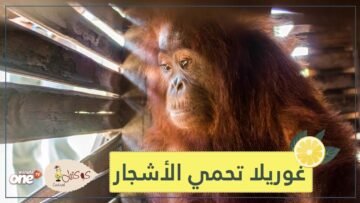 لحظات مؤلمة.. غوريلا تحاول حماية أشجار الغابة وتتصدي للجرافات