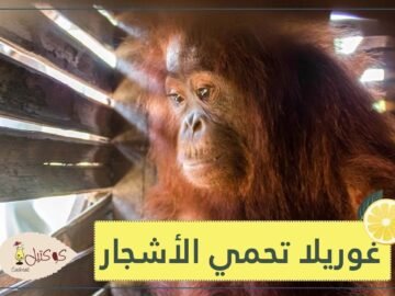 لحظات مؤلمة.. غوريلا تحاول حماية أشجار الغابة وتتصدي للجرافات