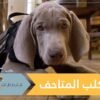 وظيفة جديدة لأول كلب متاحف متخصص في العالم