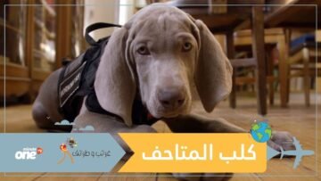 وظيفة جديدة لأول كلب متاحف متخصص في العالم