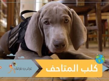 وظيفة جديدة لأول كلب متاحف متخصص في العالم