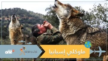 قصة الصبي الذئب.. تربى في الغابات وصدمته حياة البشر!