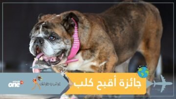 كلب يحصل على أغرب جائزة في العالم.. لن تتخيلها!