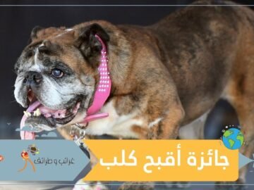 كلب يحصل على أغرب جائزة في العالم.. لن تتخيلها!
