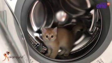 عندما لا تجد القطط مكانا للعب فتتجه للأجهزة الالكترونية!