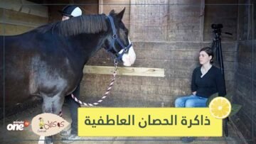 لا تعبس بوجه الحصان.. فهو يقرأ عواطفك