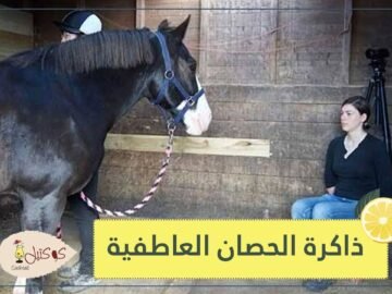لا تعبس بوجه الحصان.. فهو يقرأ عواطفك