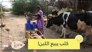 ماني.. كلب يجر عربة كارو لبيع اللبن ويقدمها للسكان بمفرده