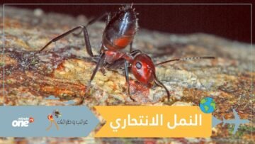 النمل الانتحاري.. يفجر نفسه لحماية مستعمراته!