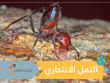 النمل الانتحاري.. يفجر نفسه لحماية مستعمراته!