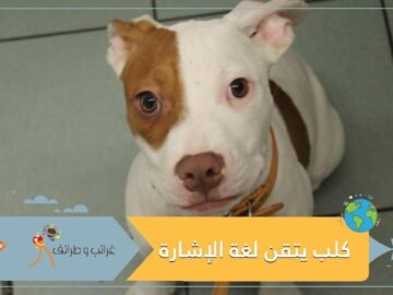 شاهد.. كيف تعلم كلب لغة الصم والبكم؟