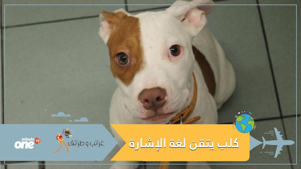 التحميل المسبق صورة