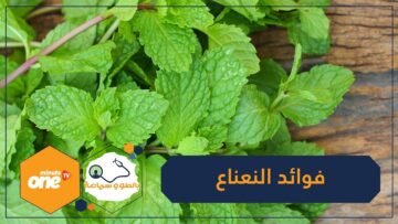 إضافة إلى نكهته المميزة.. تعرف على فوائد النعناع!