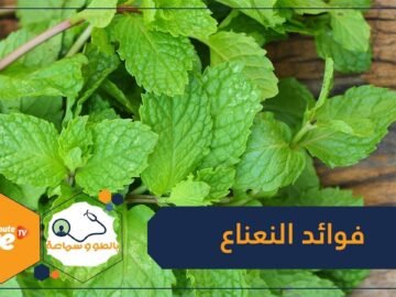 إضافة إلى نكهته المميزة.. تعرف على فوائد النعناع!