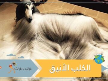 الكلب الأكثر أناقة في العالم.. يكلف صاحبه ثروة طائلة!